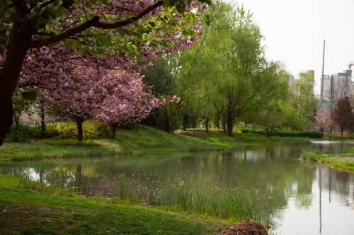 Gratis lagerfoto af eng, sakura flower