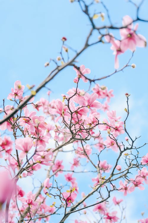 ağaç, bahar, çiçek içeren Ücretsiz stok fotoğraf