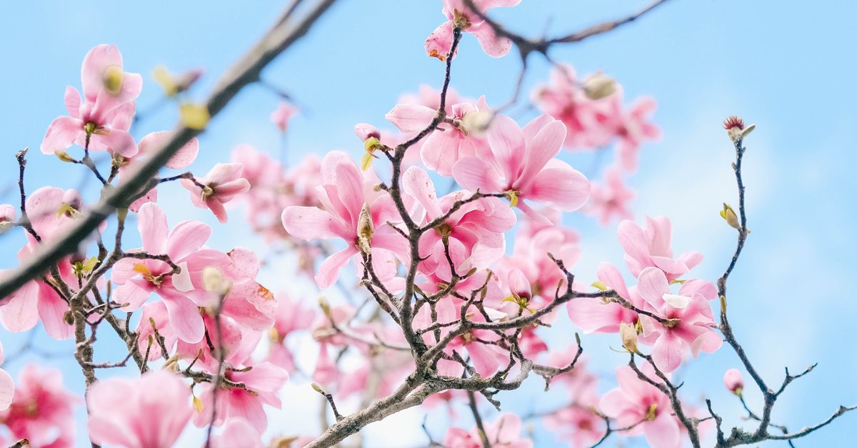 Spring Free Stock A Tree in Spring · Free Stock Photo