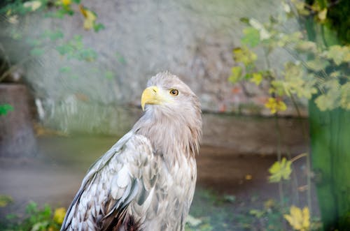 Selective Focus Photography of White and Gray Hawk