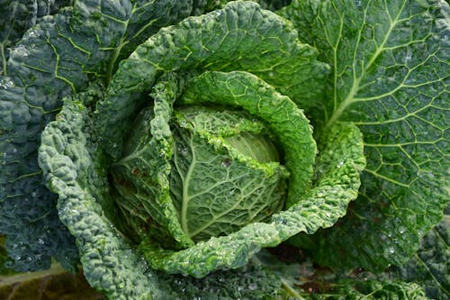 Free Focus Photography of Green Cabbage Stock Photo