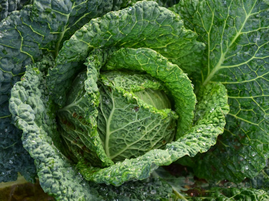 What vegetables should I eat everyday?