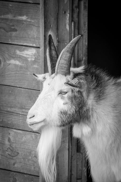 Black and White Photo of a Goat