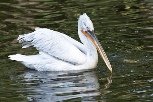 Fotos de stock gratuitas de aves acuáticas, cuerpo de agua, de cerca