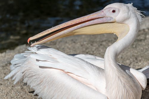 Foto profissional grátis de ave, bico, fotografia animal