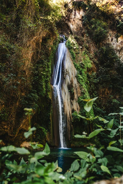 Free A waterfall in the middle of a forest Stock Photo