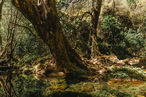 Бесплатное стоковое фото с биоразнообразия, вода, водопад