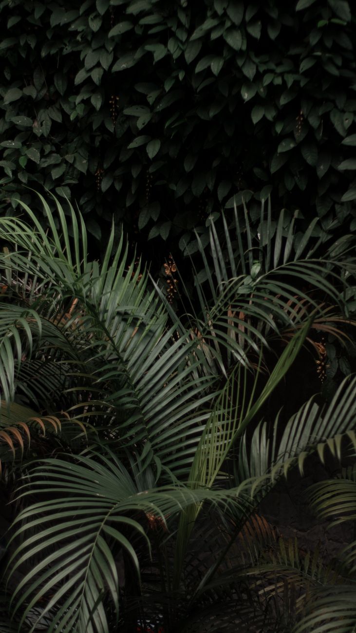 A vibrant collection of various lush green leaves in a dense tropical environment.
