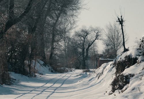 Free View of a Snowy Road and Leafless Trees Stock Photo