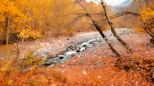 Autumn Scenery