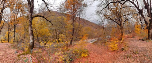 Autumn Scenery