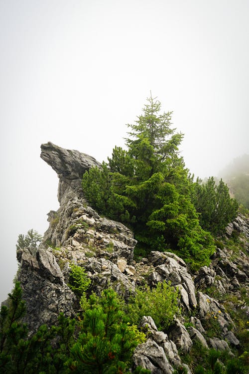 A rock formation with trees on it