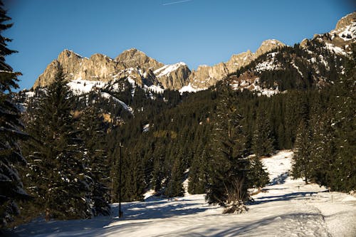 A snowy mountain slope with pine trees and snow
