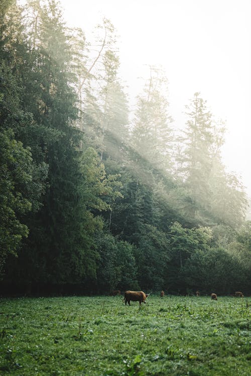 Free Cattle on Grassland in Forest Stock Photo