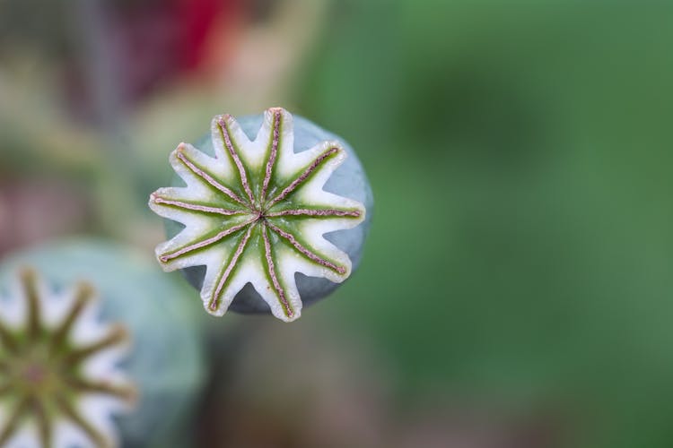 Shallow Focus Of Opium Flower