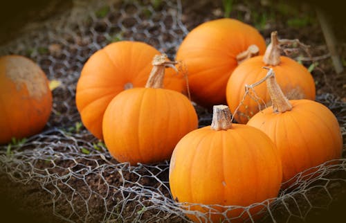 Calabazas Naranjas En Hamaca