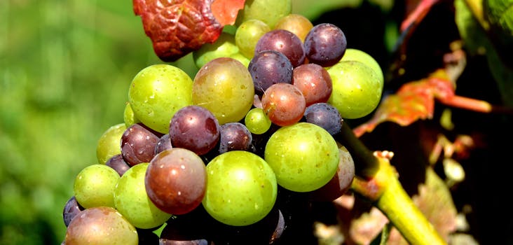 Green Grape Fruit