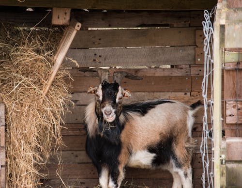 Fotobanka s bezplatnými fotkami na tému chov zvierat, dedinský, farma