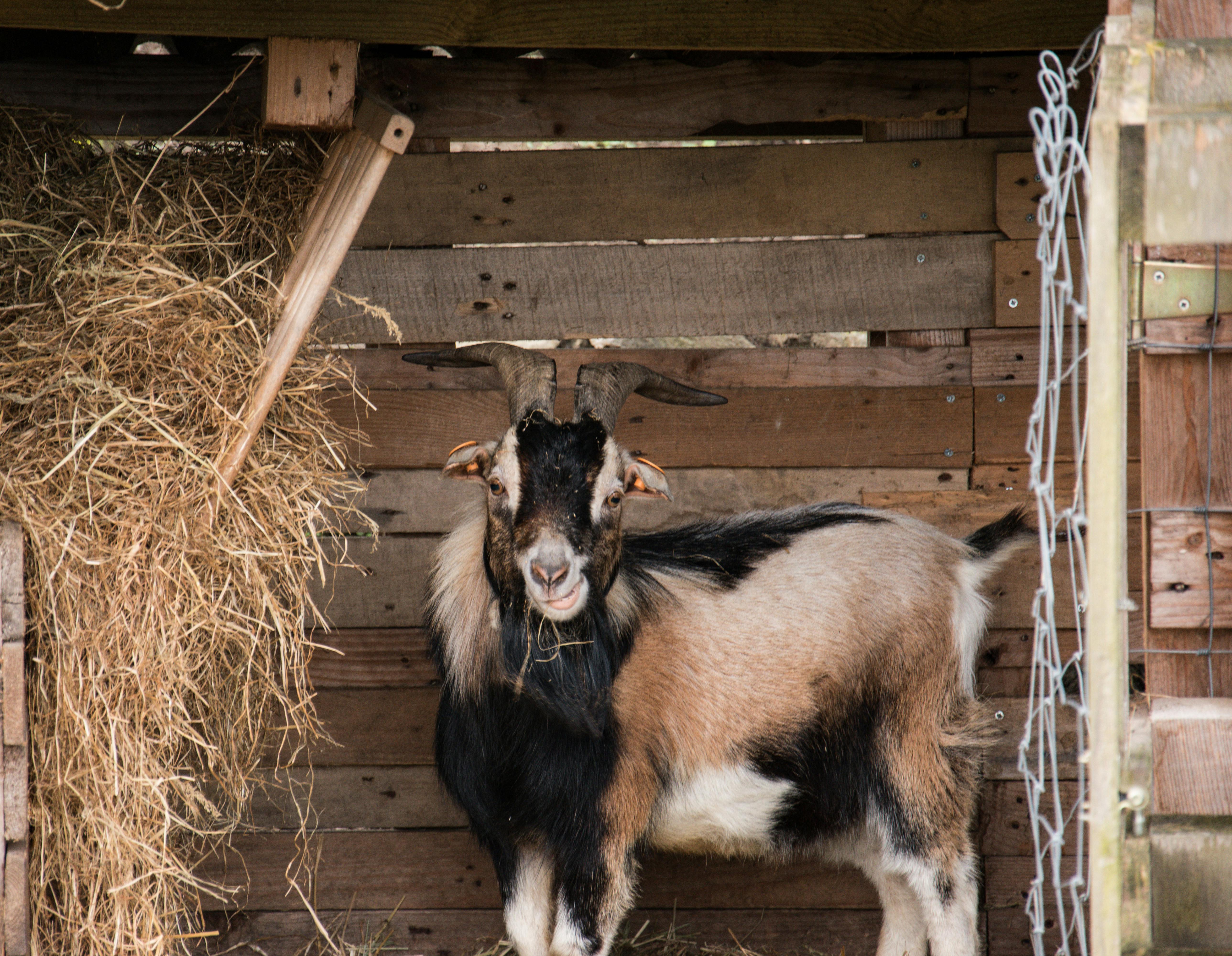 grátis Foto profissional grátis de abrigo de animais, abrigo de madeira, agrário Foto profissional
