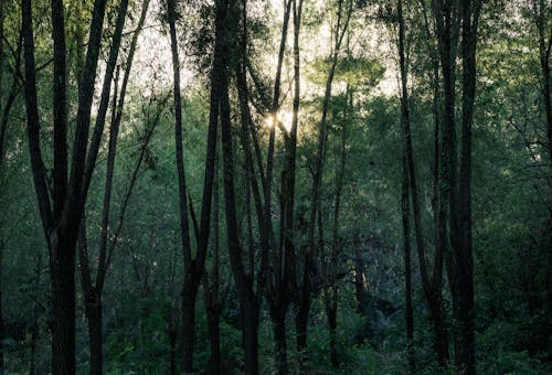 A forest with trees and sun shining through