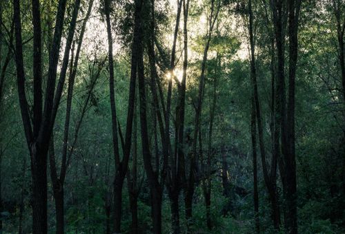 Free Sunlight piercing through lush forest trees, creating a vibrant, natural atmosphere. Stock Photo