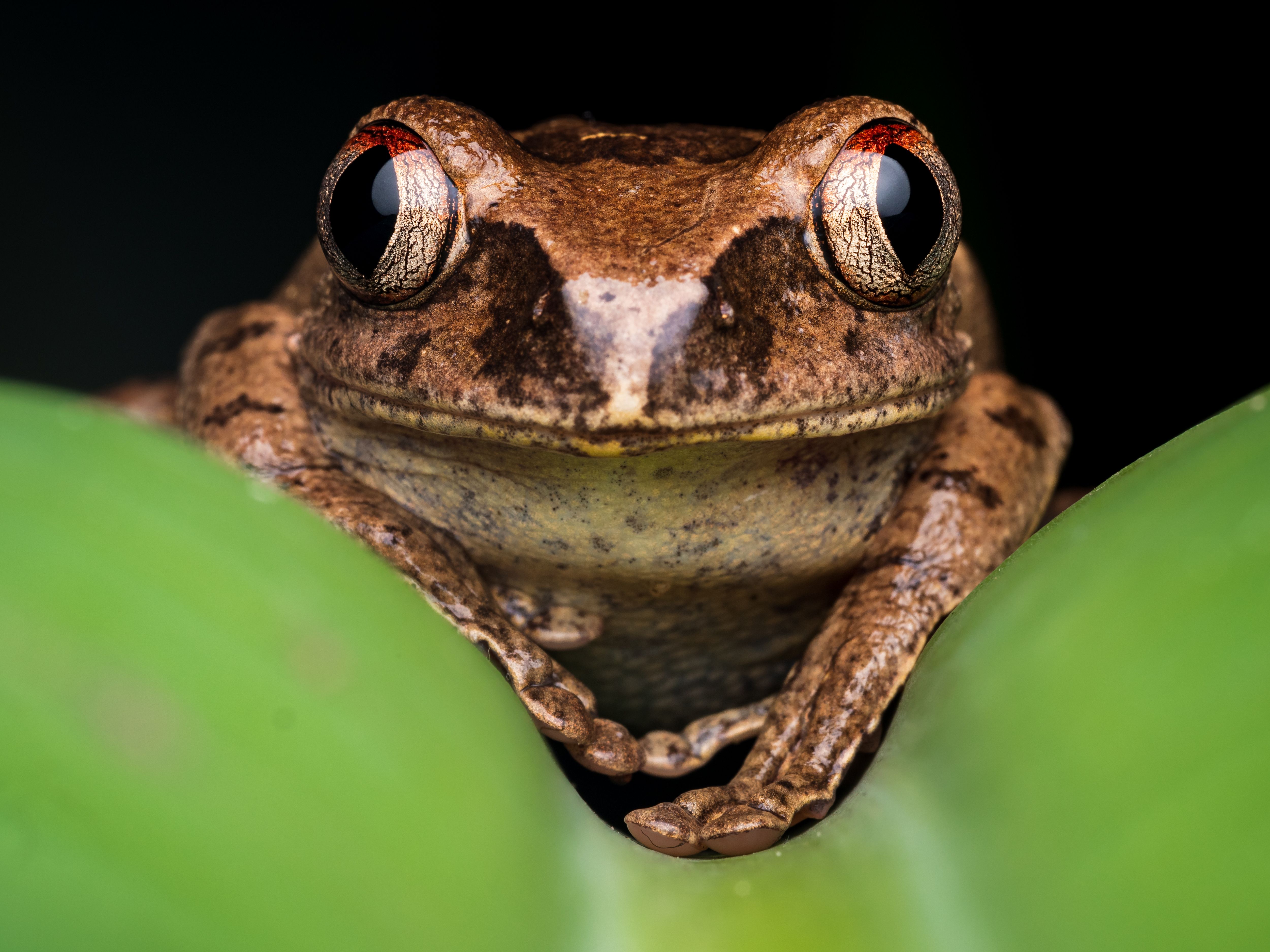 Rana · Foto de stock gratuita