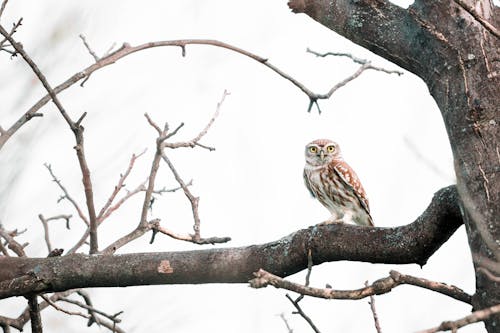 A small owl sitting on a tree branch