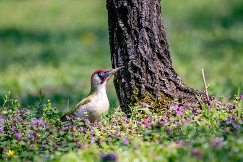 A bird is standing near a tree in the grass