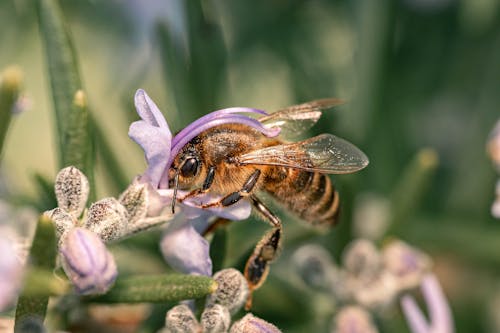 A bee is on a flower with purple flowers