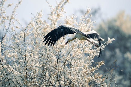 A white stork flying over a tree with flowers