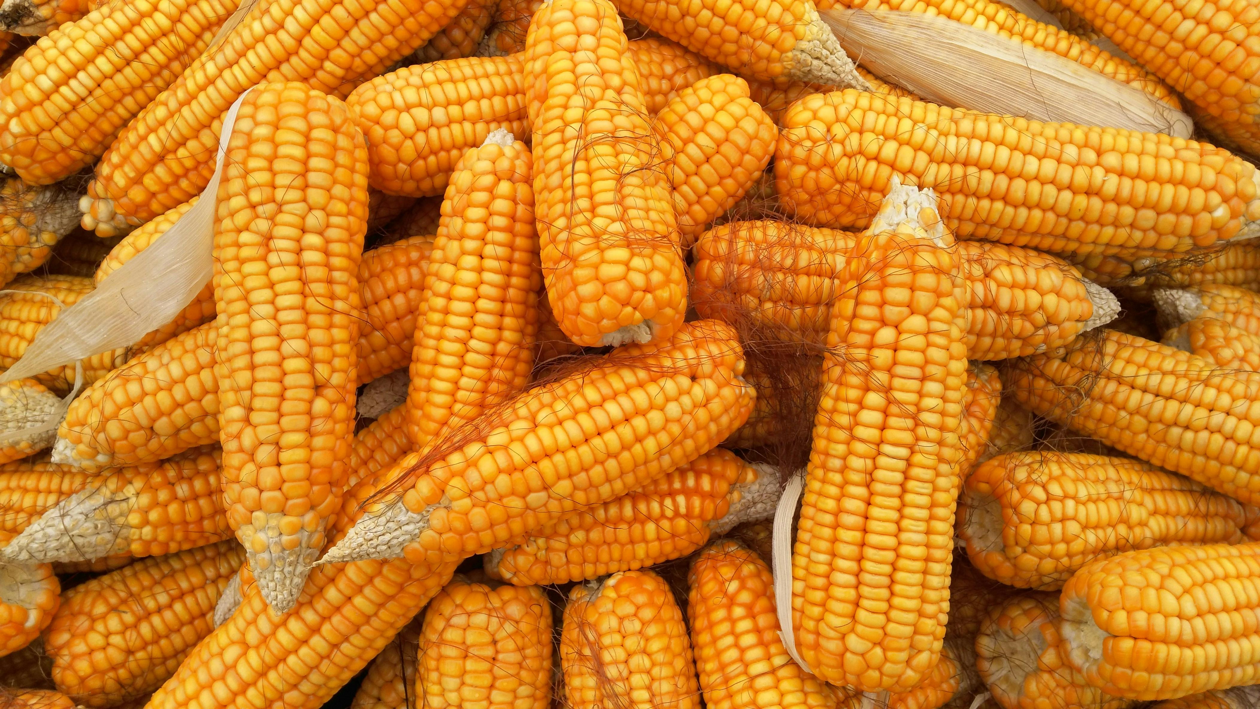 Image result for corn food festival