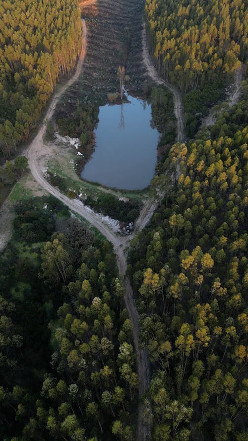 Birds Eye View of Forest and Pond