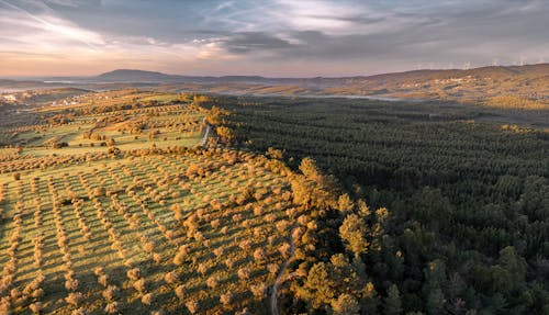 Foto d'estoc gratuïta de arbres, bosc, camp