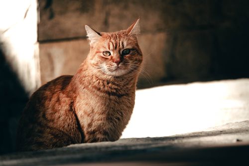 Free A tabby cat basks in the warm sunlight, casting a serene and watchful gaze. Stock Photo
