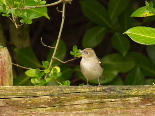 Female chaffinch perched on a fence.