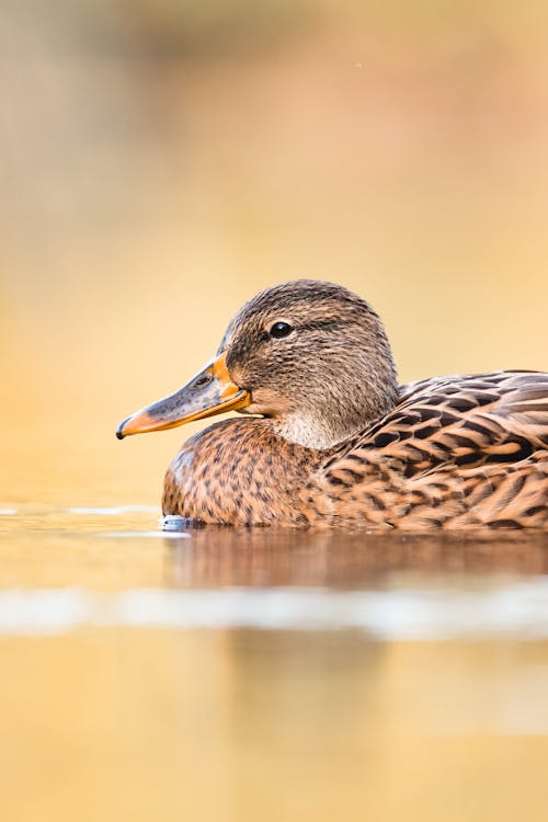 A duck swimming in a lake with yellow water