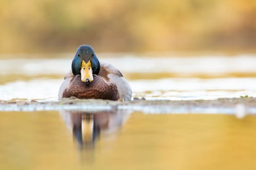 A duck swimming in a lake with yellow water