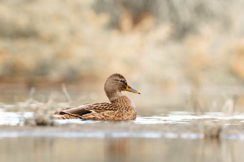 Photos gratuites de aviaire, canard, colvert