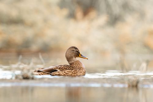 Free A serene side view of a mallard duck swimming in a tranquil river, showcasing detailed plumage. Stock Photo
