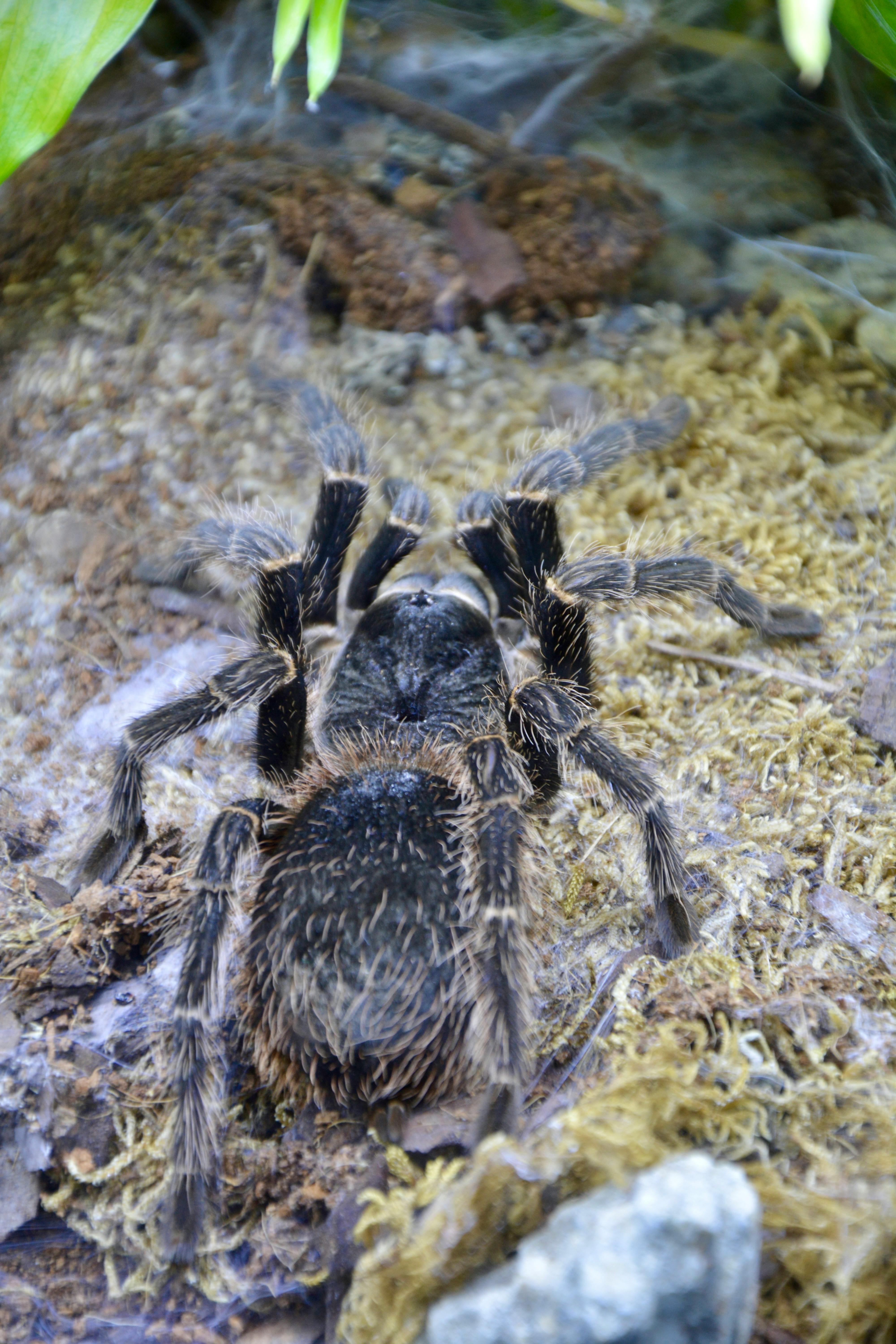 Myostola