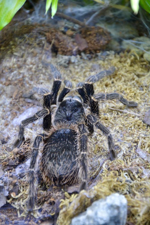 Foto profissional grátis de @exterior, água, animais selvagens