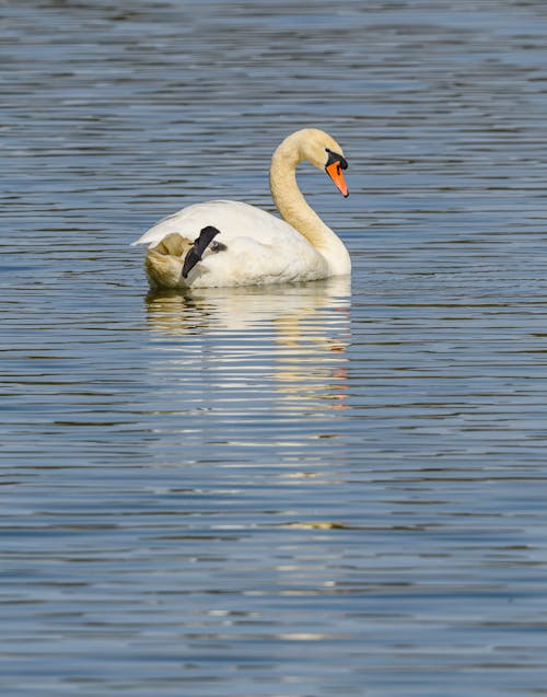 A swan swimming in the water with a duck