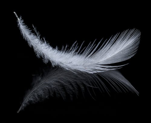 A white feather on a black background