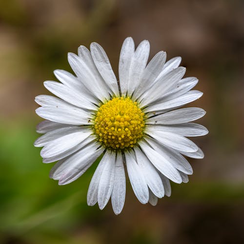 bellis yıllık, Beyaz çiçek, bitki içeren Ücretsiz stok fotoğraf
