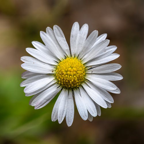 A single white daisy with a yellow center