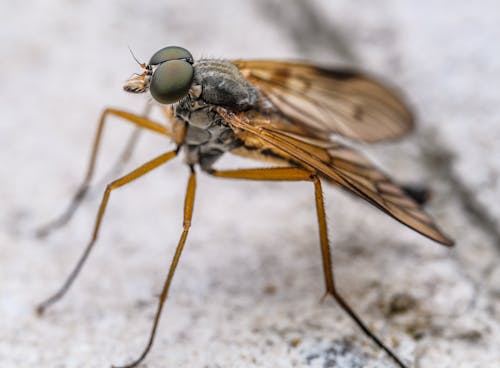 A fly with brown eyes and long legs