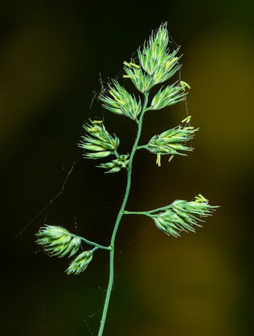 Foto profissional grátis de dactylis glomerata, ecológico, fechar-se