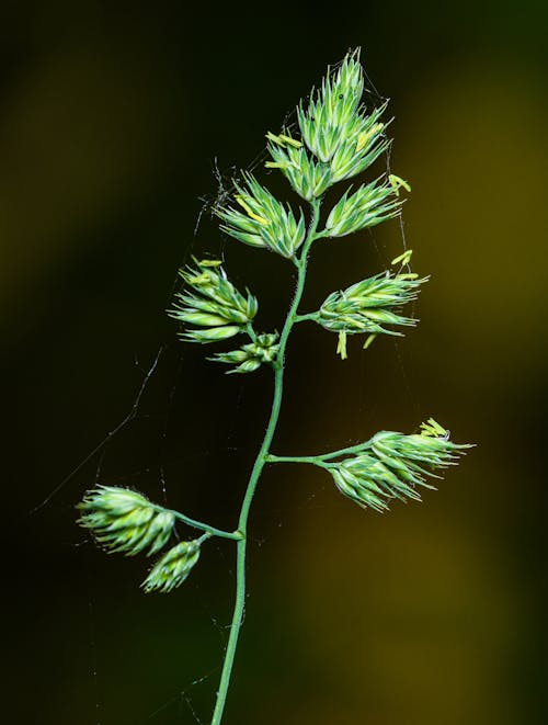 Free A plant with small green leaves and stems Stock Photo