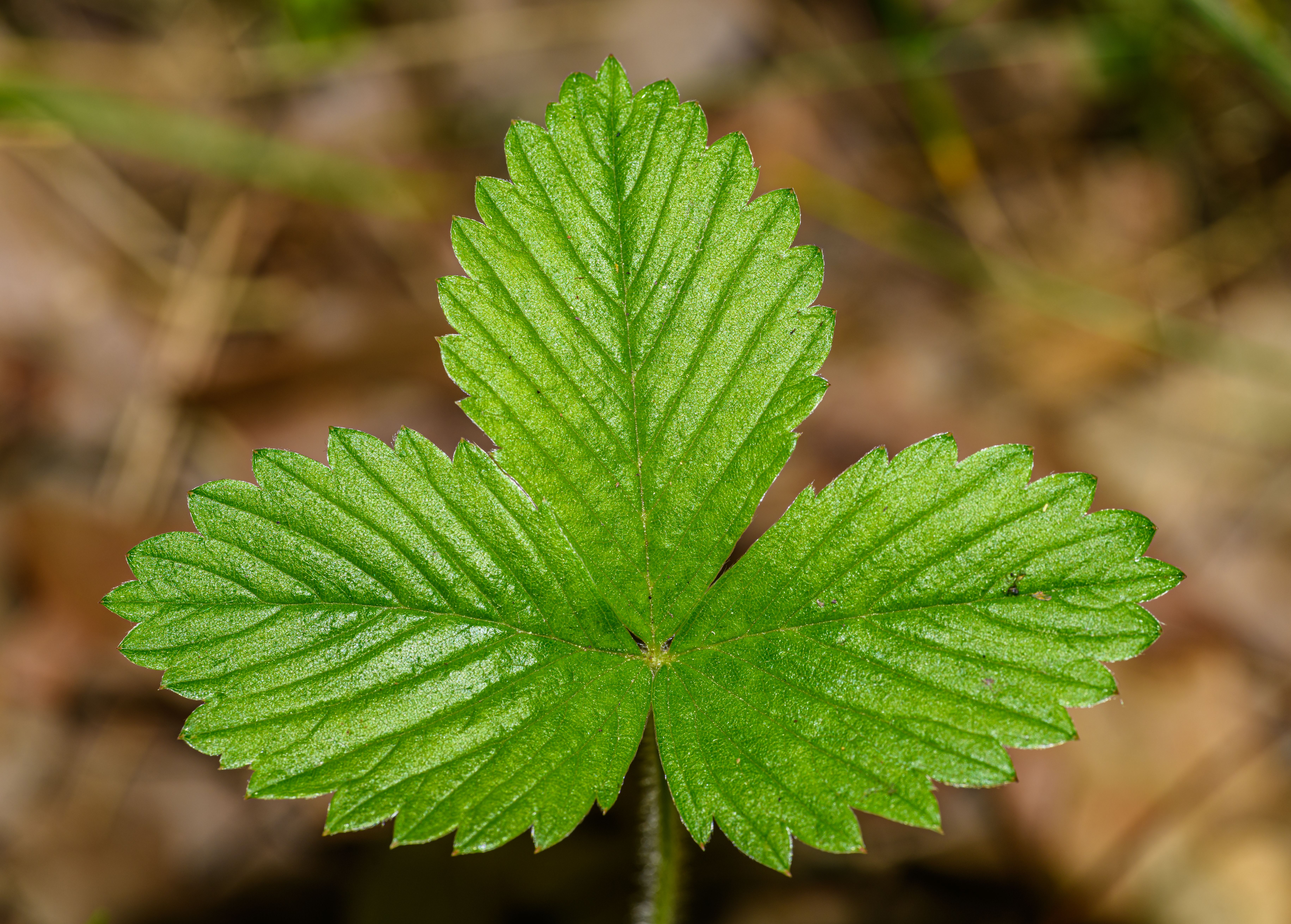 Wild Strawberry Leaf Botanical Photo