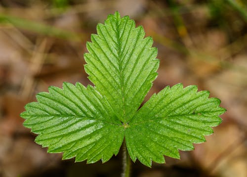 A small green leaf with a single leaf